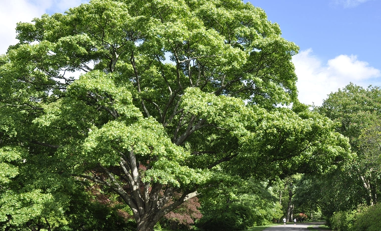 Painted Maple Tree - Transform Your Landscape