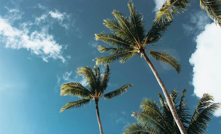 Palm Tree - Tropical Sentinel