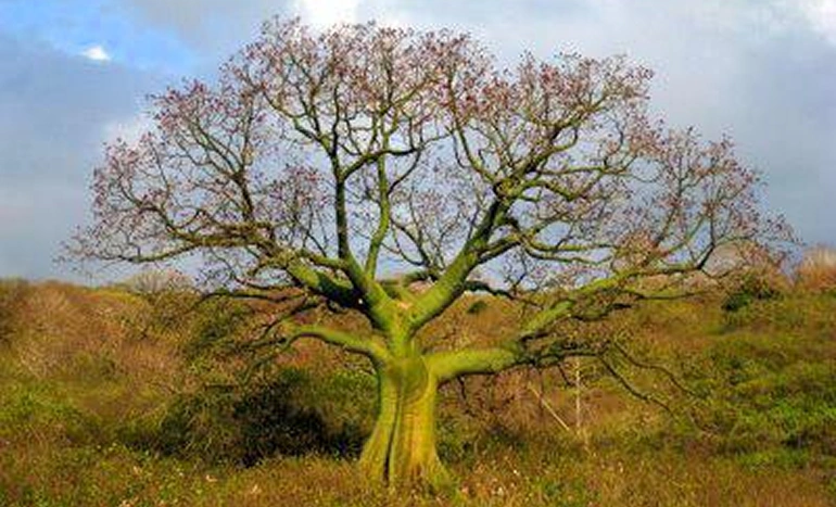 Palo Santo Tree - Sacred Wood