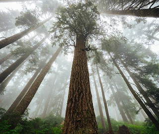 Panama Redwood Tree Environmental Benefits