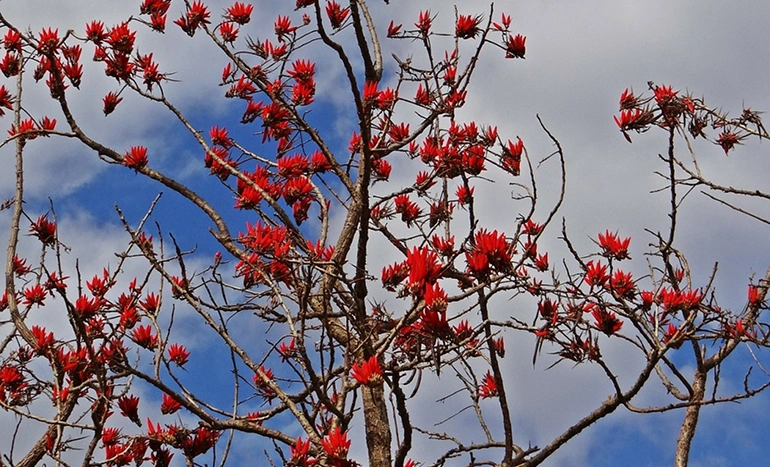 Pangara Tree - Vibrant Beauty