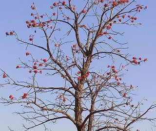 Pangara Tree Medicinal Properties