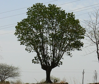 Paras Pipal Tree Flowers - Yellow Blooms