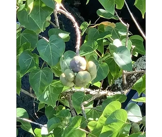 Paras Pipal Tree Coastal Protection