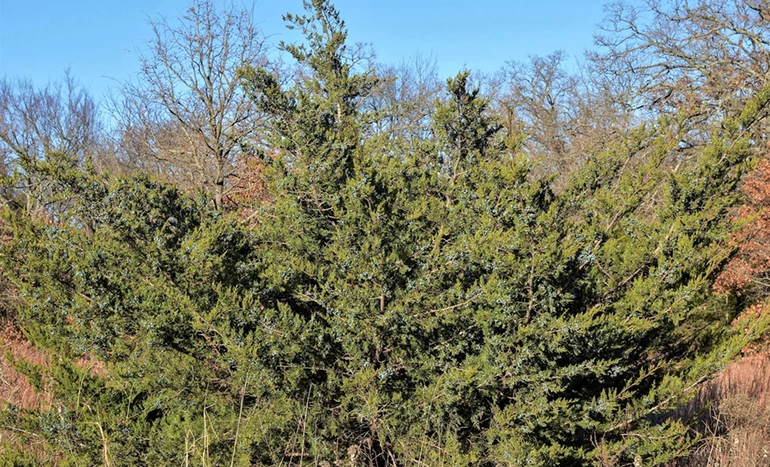 Pencil Cedar Tree - Unique Evergreen