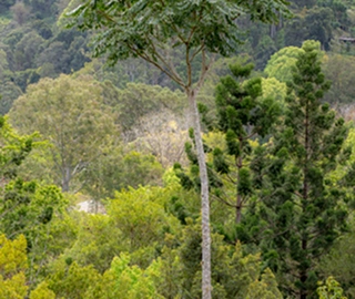 Pencil Cedar Tree - Columnar Growth