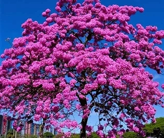Pink Trumpet Tree - Trumpet-shaped Flowers