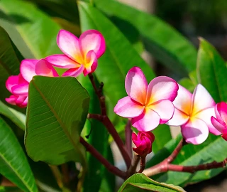 Plumeria Tree Care