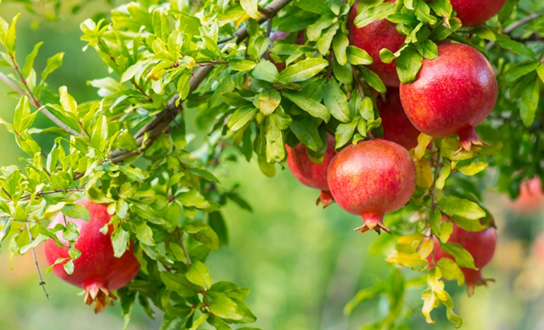 Pomegranate Tree - Agroforestry