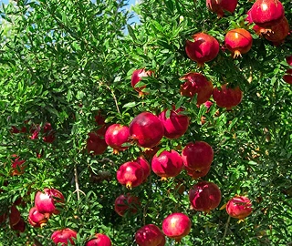 Pomegranate Tree - Fruits