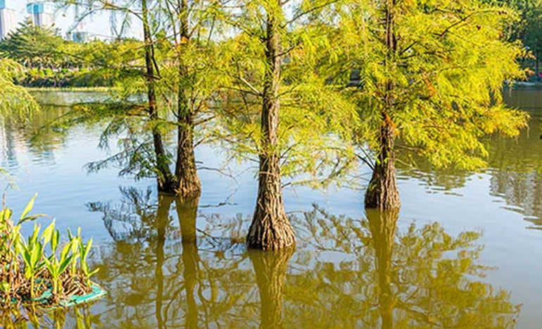 Pond Cypress Tree - Majestic Water Guardian