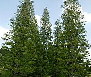 Pond Cypress Tree - Feathery Leaves