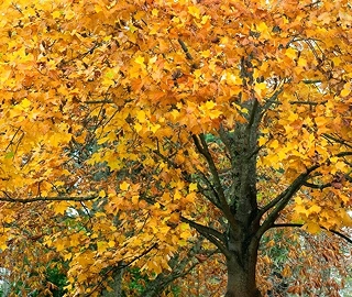 Poplar Tree Varieties