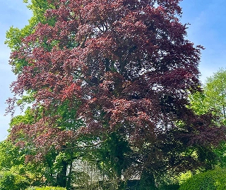 Purple Beech Tree - Spring Foliage