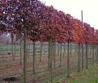 Purple Beech Tree - Fall Colors