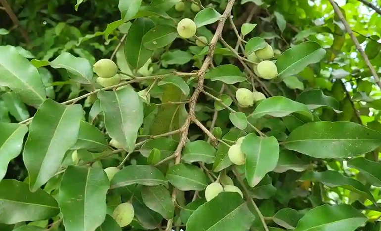 Putranjiva Tree - Unlocking the Mystical Secrets