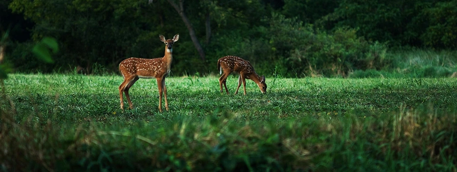 Cattle grazing peacefully under scattered trees in a silvopasture system