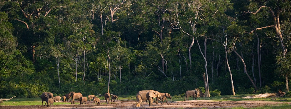 Farmer inspecting trees and forage in a silvopasture field