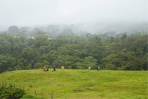 Windbreaks integrated into pasture system