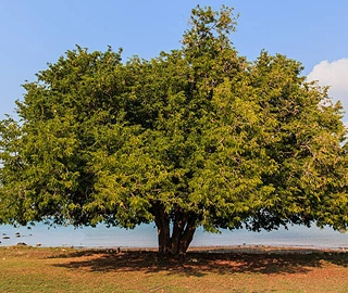 Tamarind Fruits and Pods