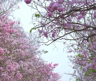 Tekoma Tree - Ornamental Beauty