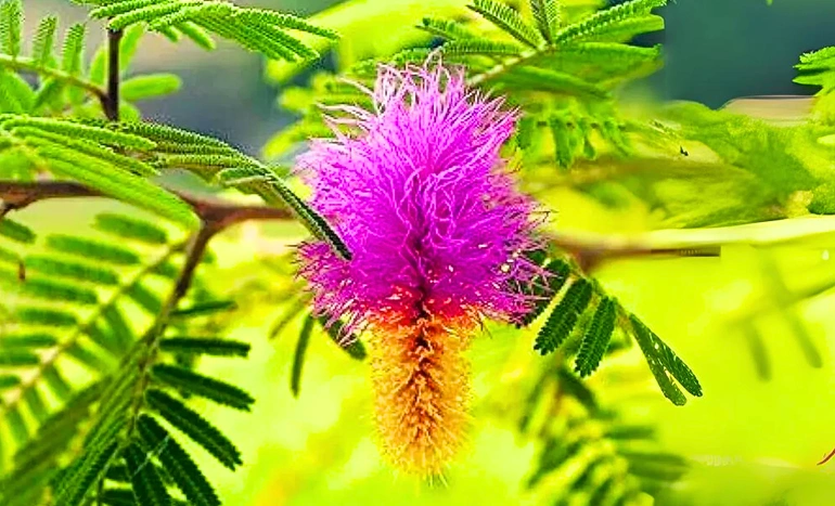 Tembhurni Tree - Medicinal Power