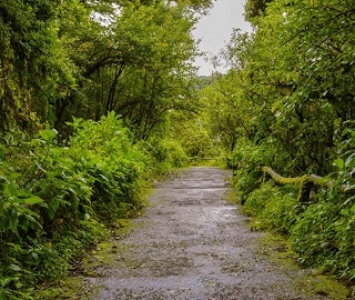 Aspalove Tree - Traditional Uses