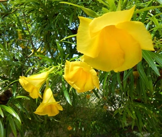 Kaner Tree - Beautiful Flowers