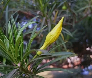 Kaner Tree - Medicinal Uses