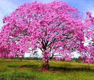 Pink Poui Tree - Majestic Beauty