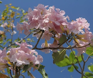 Pink Poui Tree Blossoms