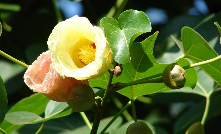 Poovarasu Tree - A Symbol of Strength and Sustainability