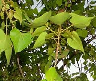 Poovarasu Tree - Majestic Beauty