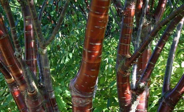 Tibetan Birch Tree - Himalayan Beauty
