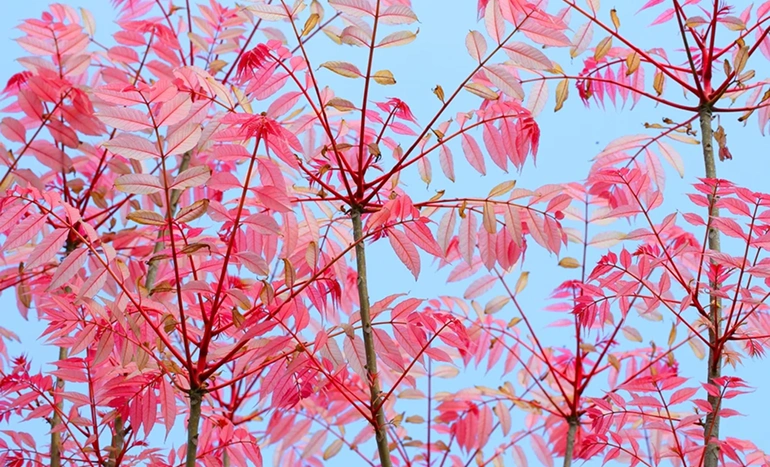 Toon Tree - State Tree of Manipur