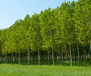 Tulip Poplar Flowers and Foliage