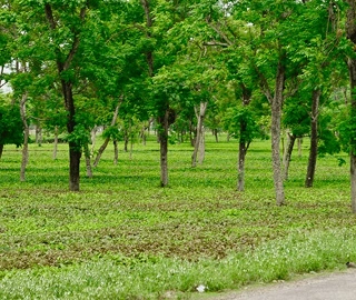 Tulipwood Timber Harvesting