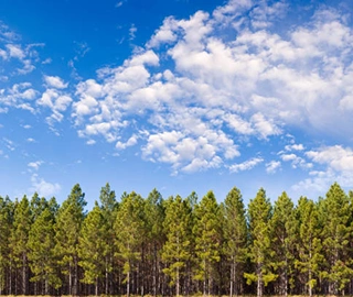 Turkish Pine Tree - Majestic Beauty