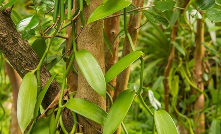 Vanilla Tree - Flavorful Paradise