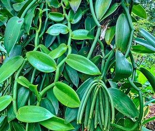 Vanilla Pods - Flavorful Harvest