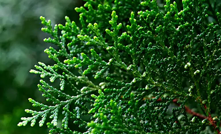 Vidha Plant Tree - Incredible Growth and Value