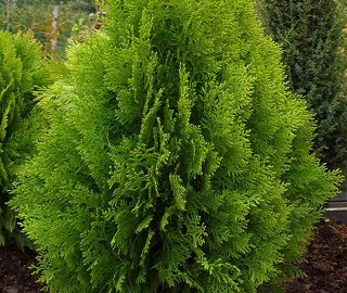 Vidha Plant Tree - Majestic Beauty