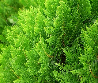 Vidha Plant Tree Flowers