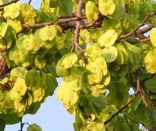 Walnut Tree Fruits - Nutritional Benefits