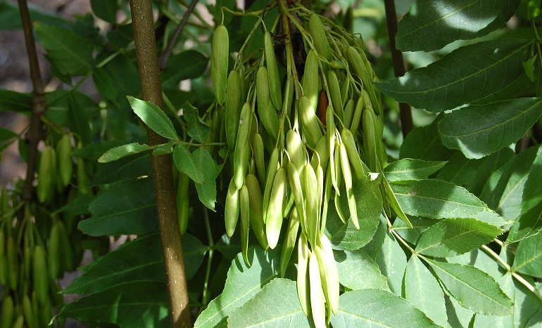 Weeping Ash Tree - Enigmatic Beauty