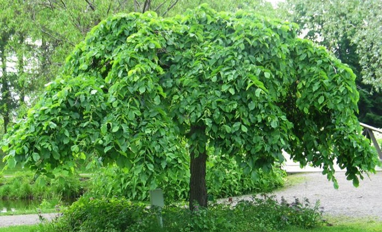 Weeping Elm Tree - Enchanting Beauty