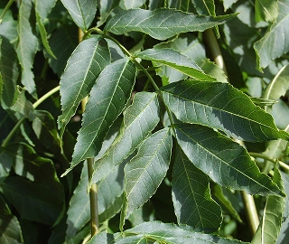 Walnut Tree Fruits - Nutritional Benefits