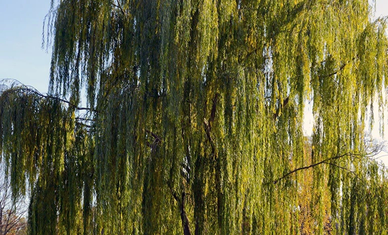 Weeping Willow Tree - Grace and Resilience