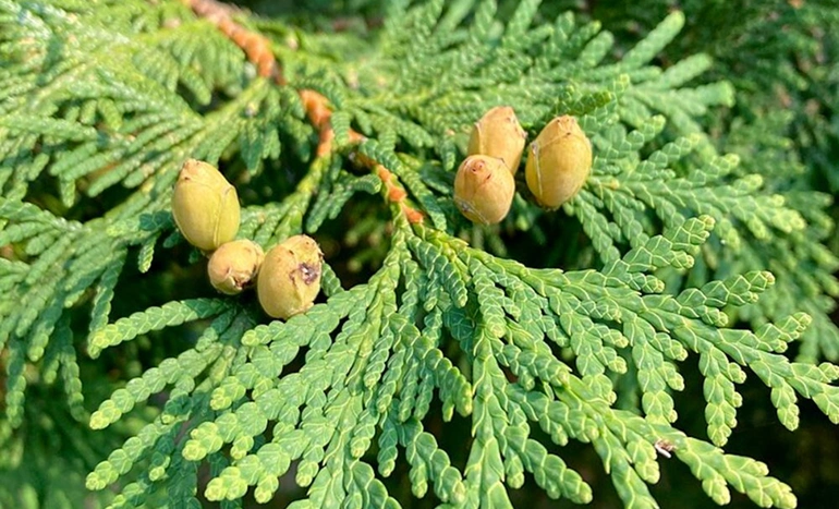 White Cedar Tree - Nature's Timeless Treasure