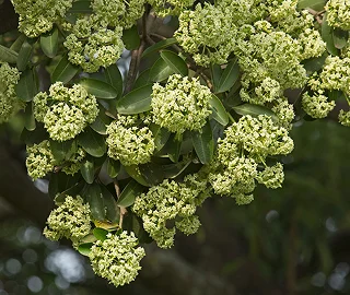Walnut Tree Fruits - Nutritional Benefits